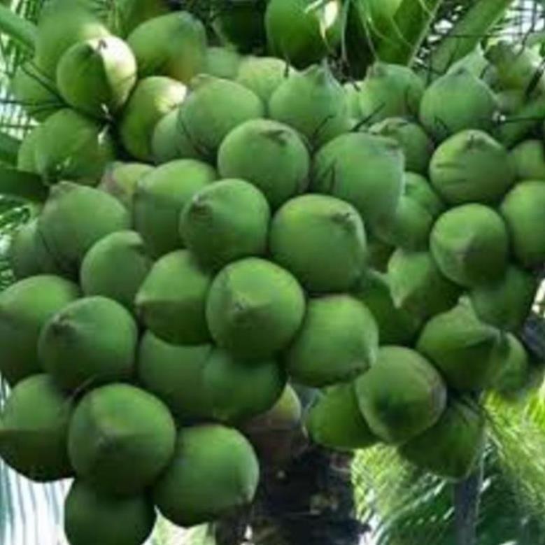 Cây giống dừa xiêm lùn xanh cây giống khỏe cho năng suất cao