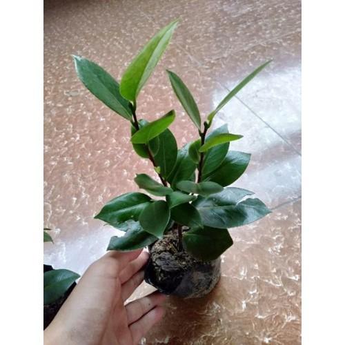 Bầu cây giống hoa bạch trà, hàng cực hiếm, gửi đi nguyên bầu - BCGBT