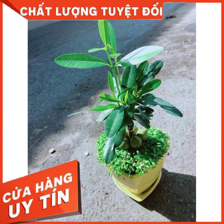 Chậu Cây May Mắn Trái Tim Vàng Nhiều Người Mua