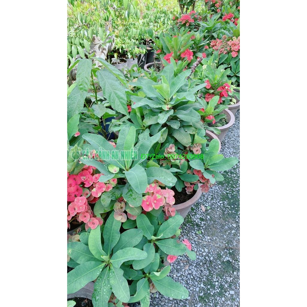 Chậu Xương Rồng Bát Tiên Lớn