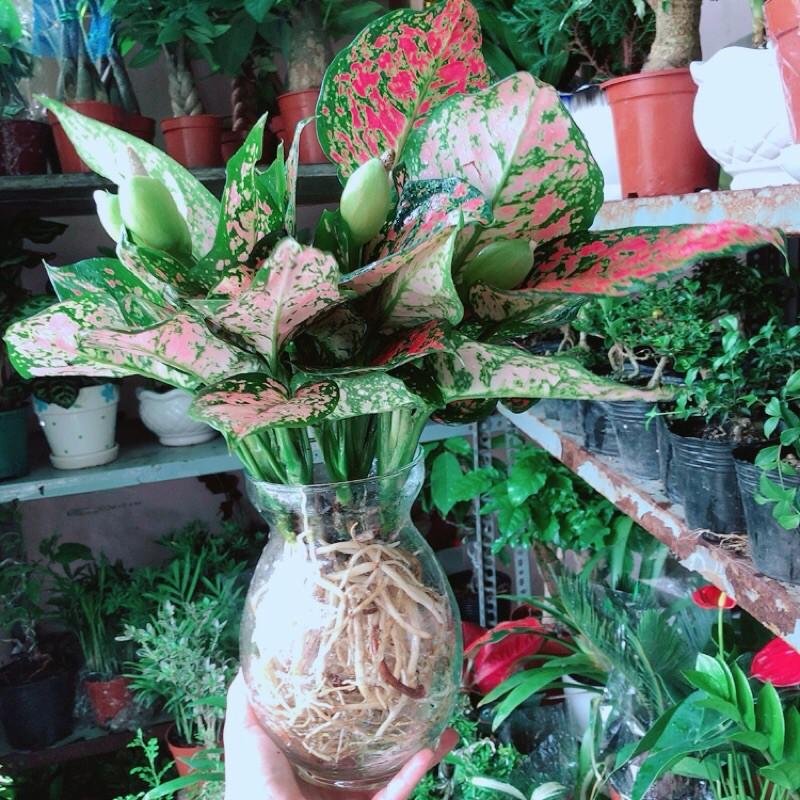 Chậu Cây Vạn Lộc Thuỷ Sinh