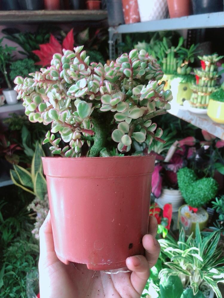 Cành Vàng Lá Ngọc Thân Cổ Thụ