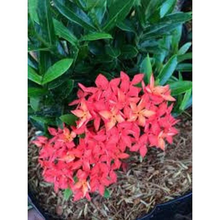Hoa mẫu đơn bỉ- màu đỏ đẹp, dòng lá nhỏ dày