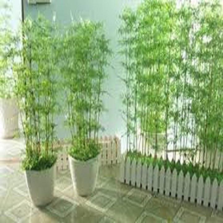 CÂY GIỐNG TRÚC QUÂN TỬ,CAO 2M