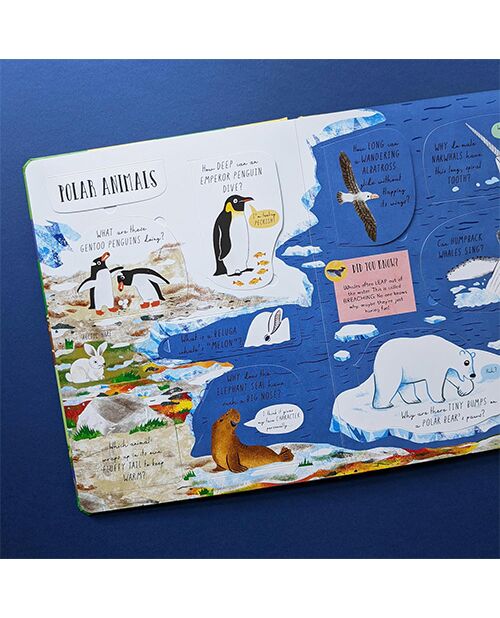 Laege Question and Answer Flap Book - Animals by  Rachel Moss