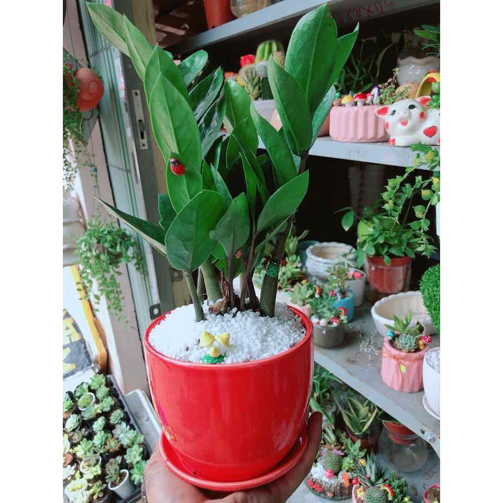 Chậu kim tiền thái tiểu cảnh Bán Chạy