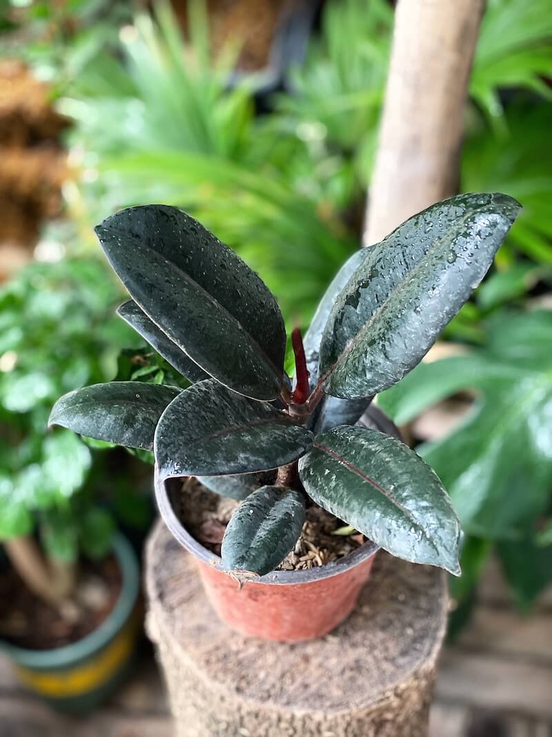 Cây Ficus elastica Rubber Fig (Cây Đa Búp Đỏ) chậu nhựa 10cm 1T