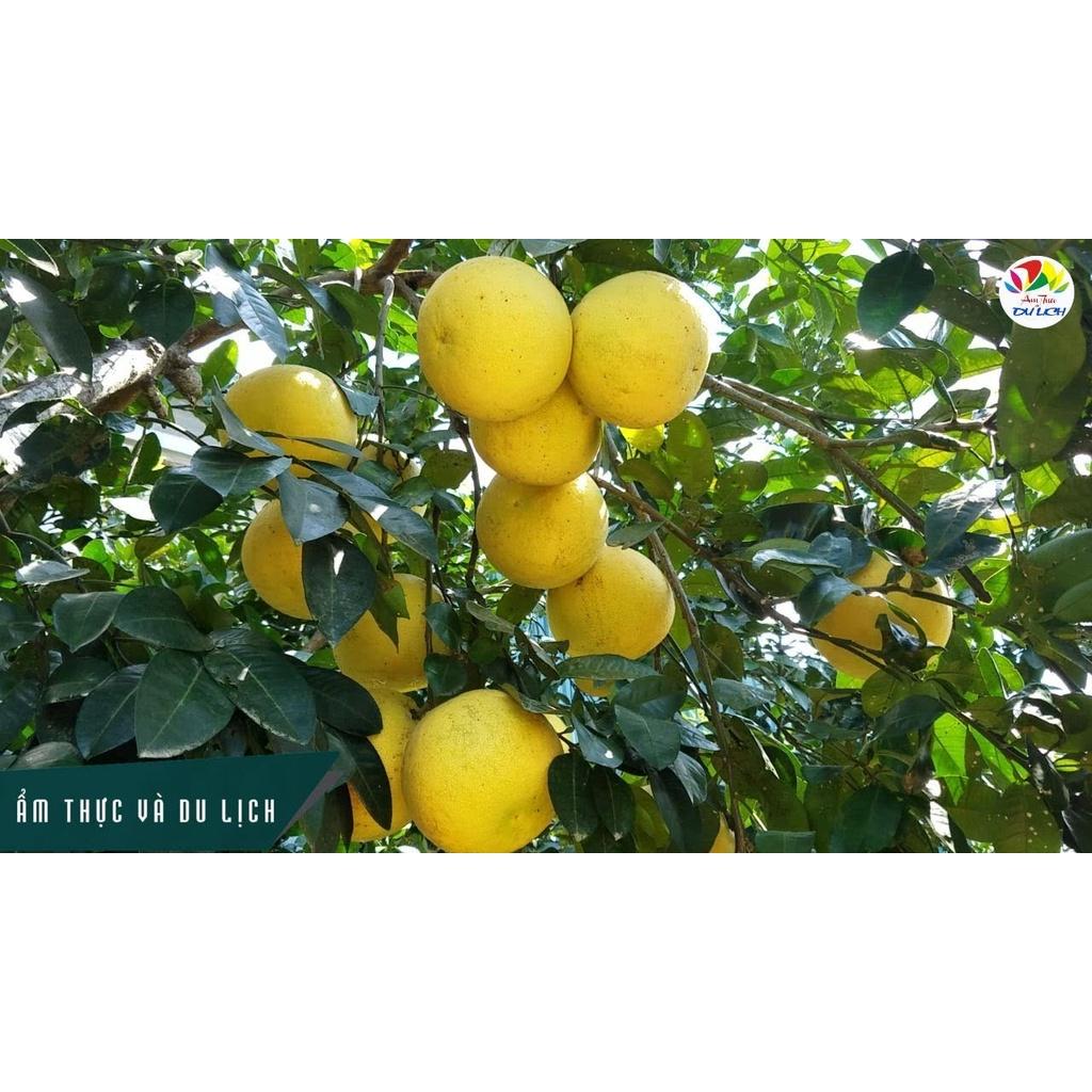 Cây giống bưởi phúc trạch