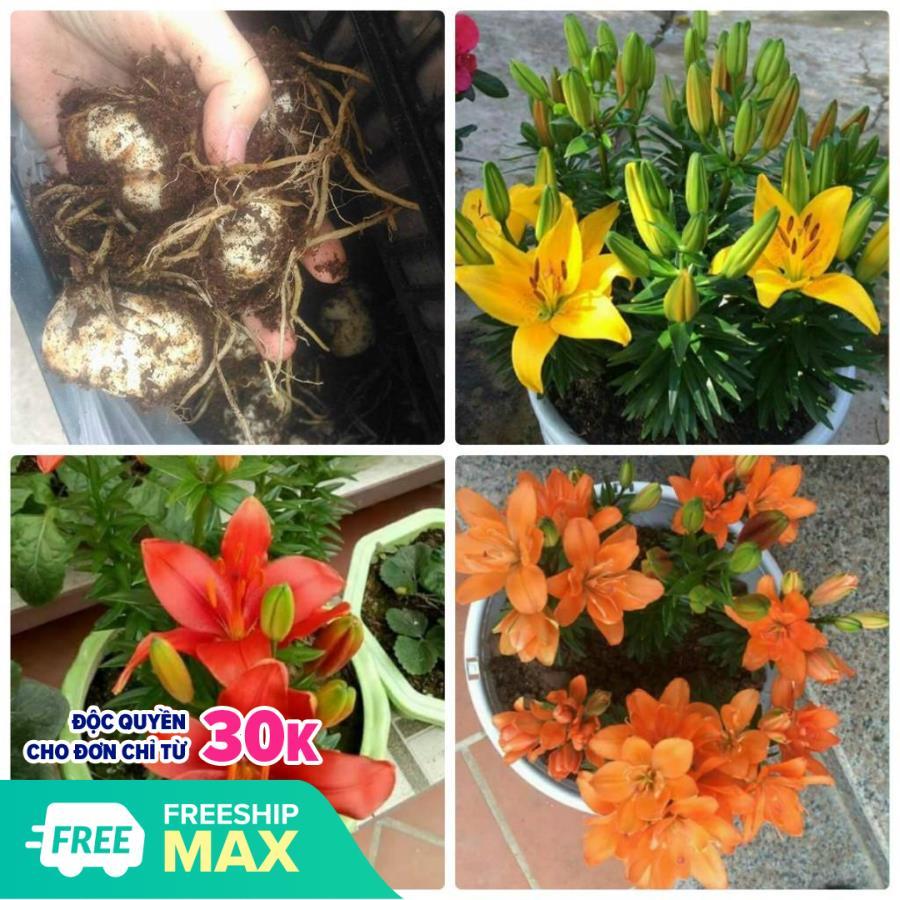 Combo 10 củ giống hoa ly cao đủ màu trồng chơi tết