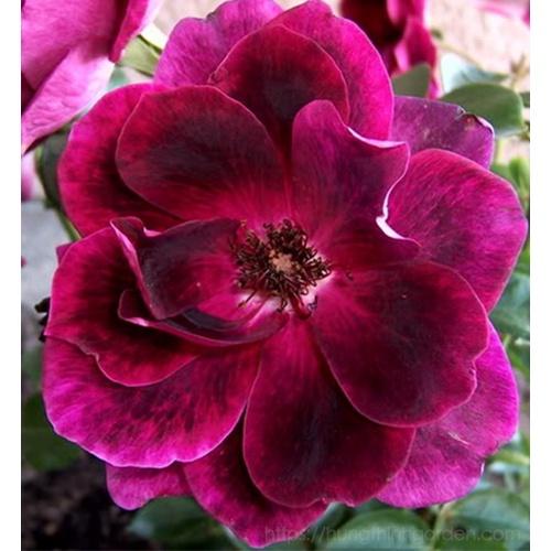 Cây hoa hồng ngoại Burgundy Iceberg tím