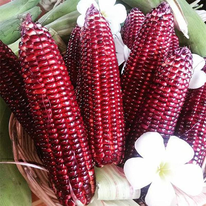 COMBO 2 gói hạt giống ngô tím lai F1