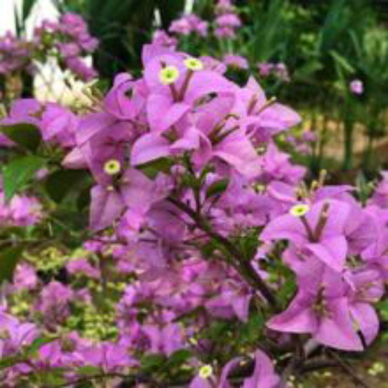 Hoa giấy Formosa (Bougainvillea Fomorsa)