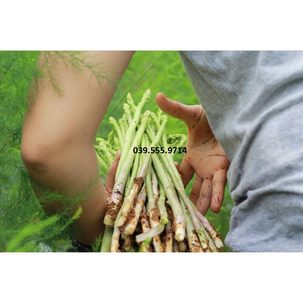 Hạt Giống Măng Tây Xanh F1 - 1gam