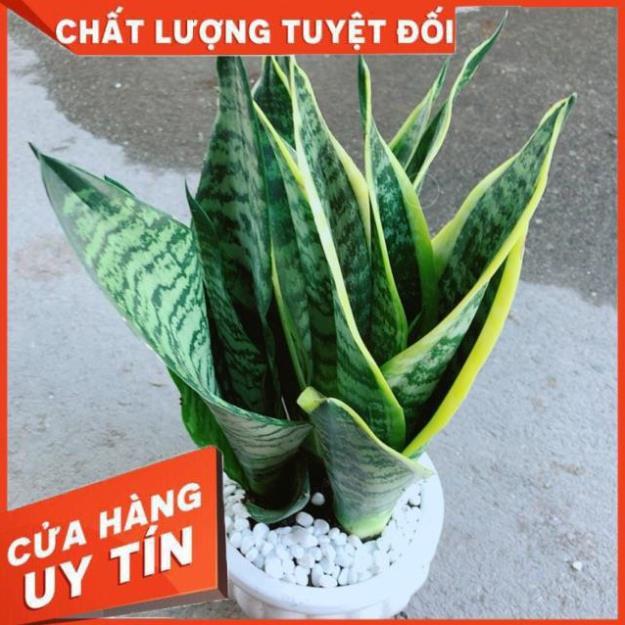 Chậu Lưỡi Hổ