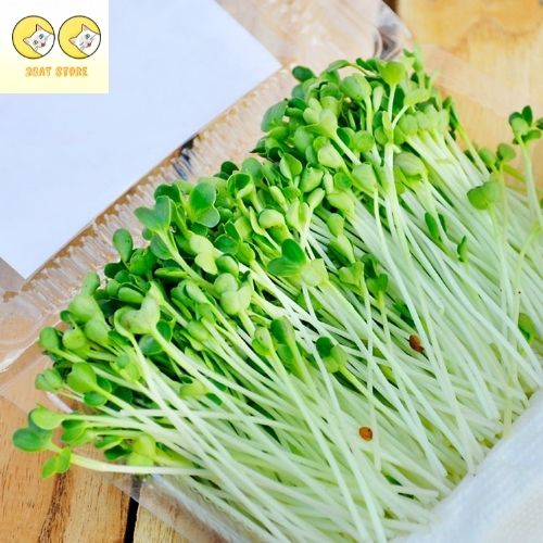 Hạt giống rau mầm Cải Mầm Cải Ngọt  gói 20gram