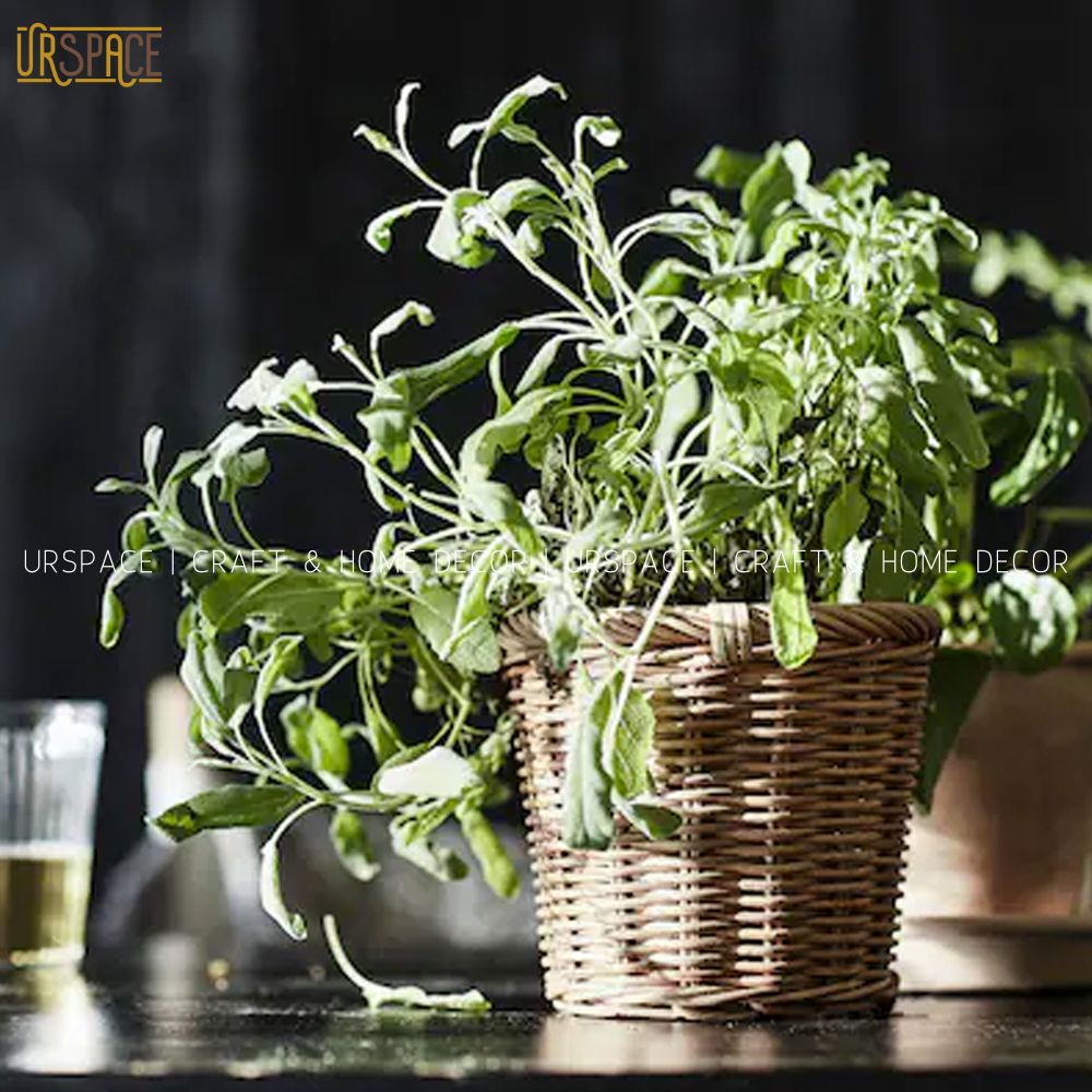 Sọt mây tròn URSPACE trồng cây, đựng đồ, sắp xếp không gian, trang trí decor có quai cầm