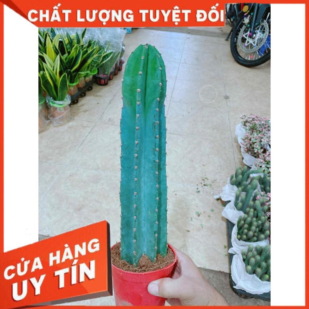 Xương rồng Nhiều Người Mua