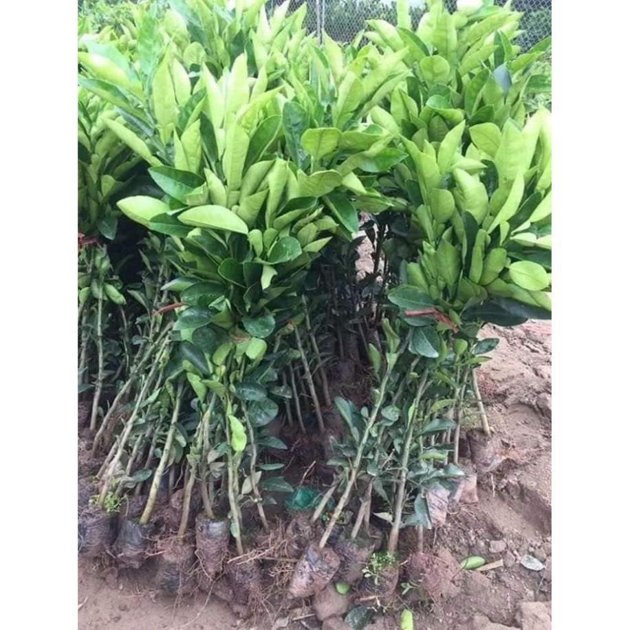 Combo 2 cây giống bưởi đỏ tân lạc vỏ vàng ruột đỏ hàng ghép tặng 2 cây chè xanh