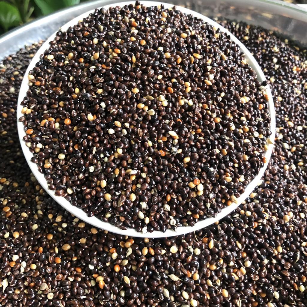 Cỏ thái đen cho chim cu gáy, hạt kê đen, thức ăn yêu thích cho chim
