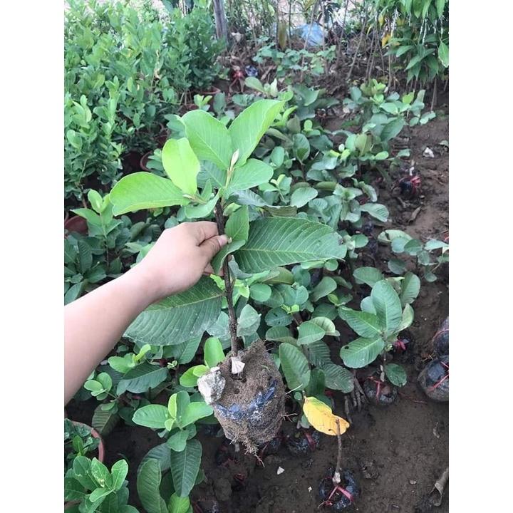 Cây giống ổi lùn nữ hoàng