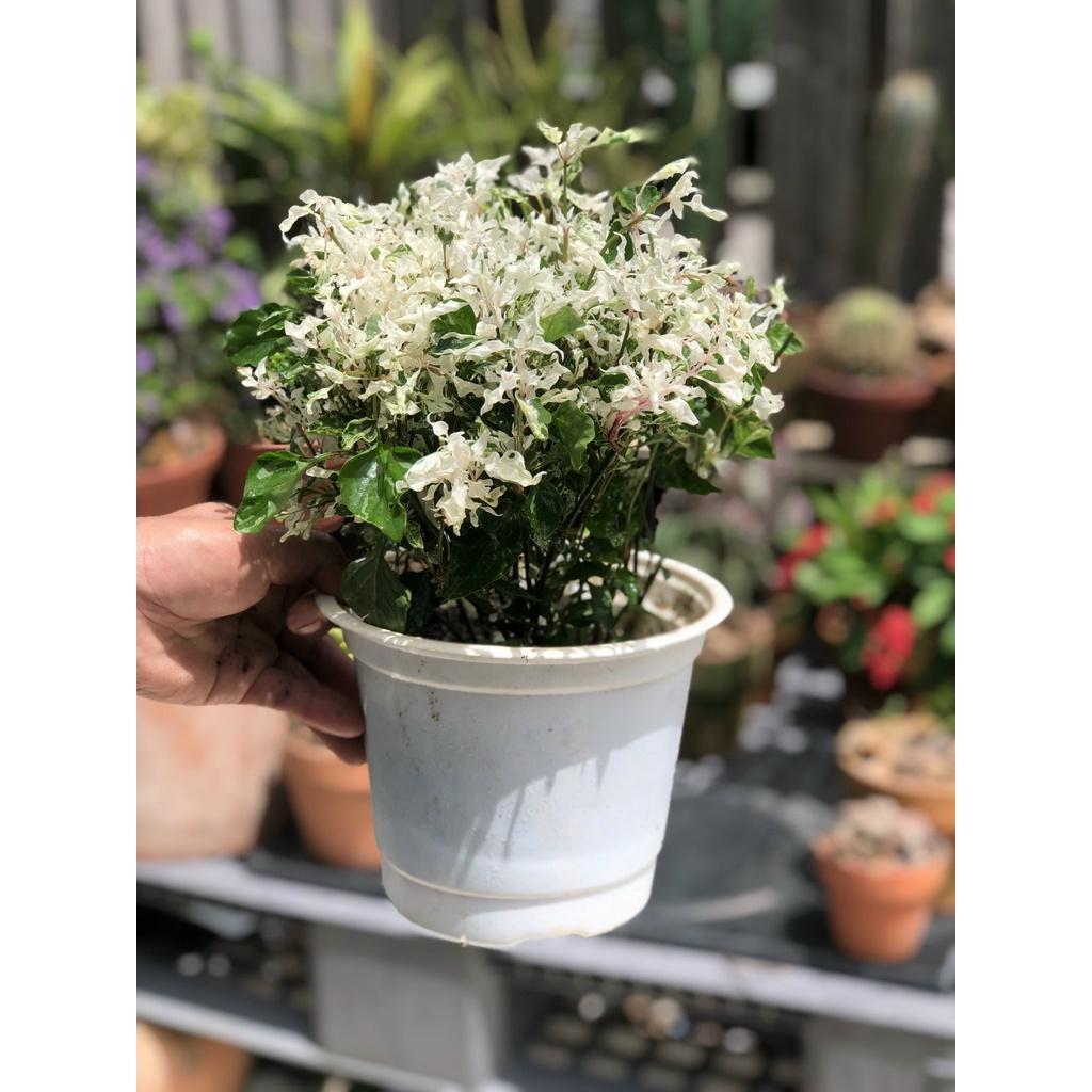 Chậu cây Ngọc Nữ lá trắng
