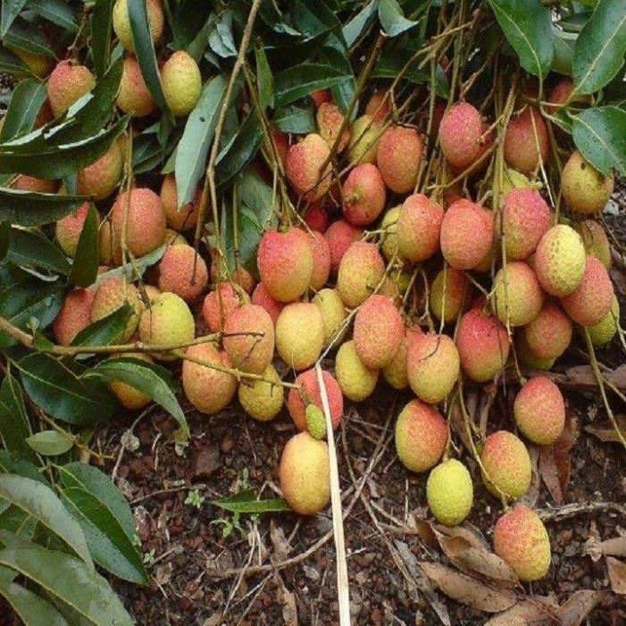 CÂY GIỐNG VẢI THIỀU SIÊU QUẢ DÒNG QUẢ SỚM-