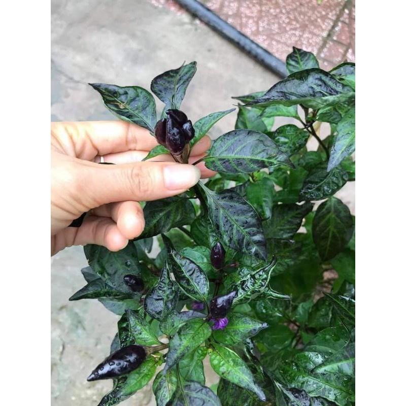 Cây giống ớt tím