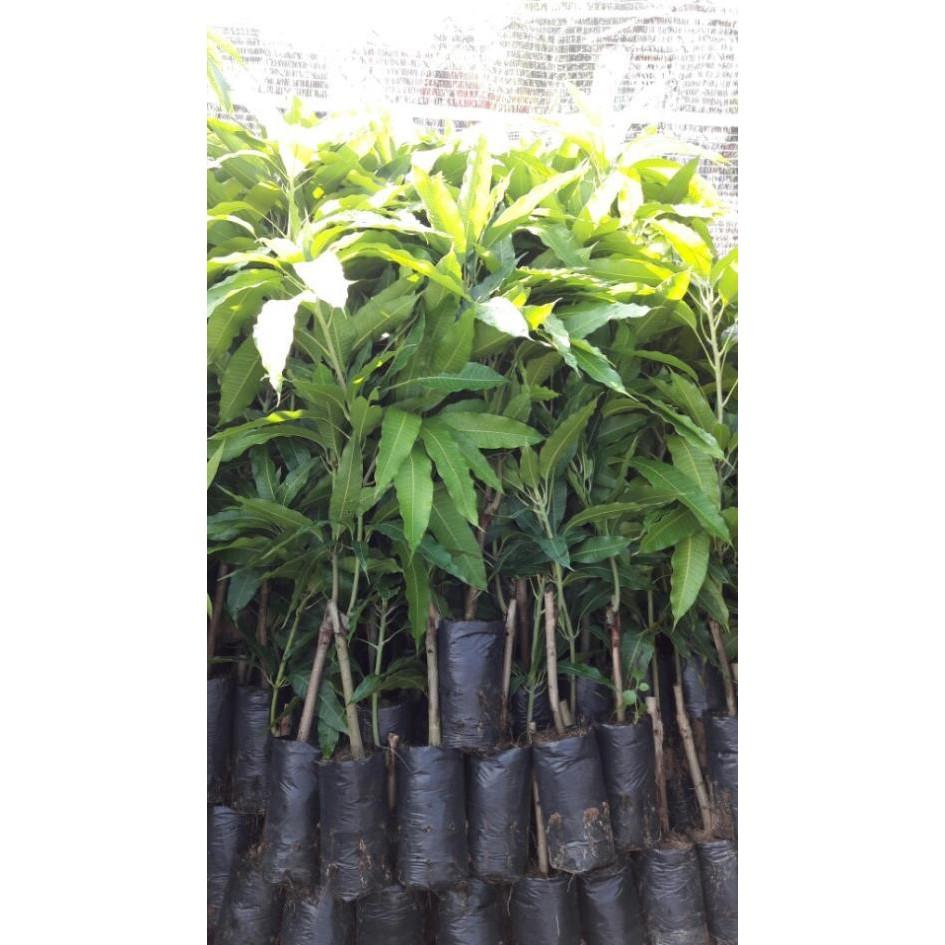 Cây giống XOÀI CÁT HÒA LỘC - Giống chuẩn F1 - Siêu sai quả ngon, ngọt
