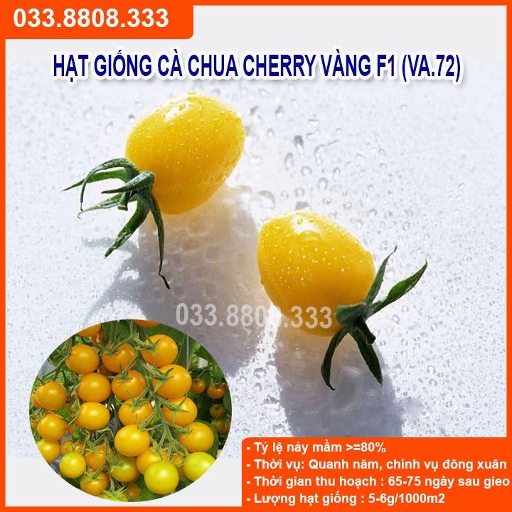 Hạt giống cà chua bi vàng  -giống tốt trồng chậu