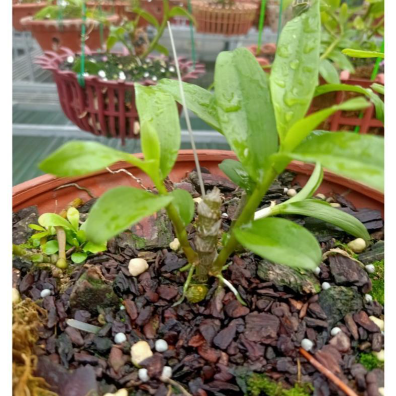 Sản Phẩm Hoa lan phi điệp - xước ngọc lan