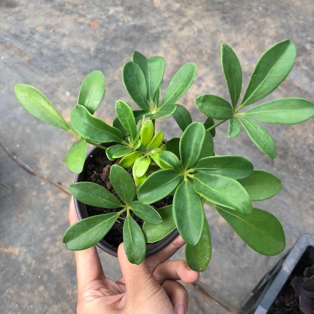 02 Cây giống Ngũ gia bì 981SP
