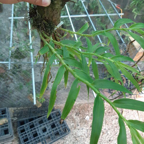 Giá Gốc Phong lan Long tu đá