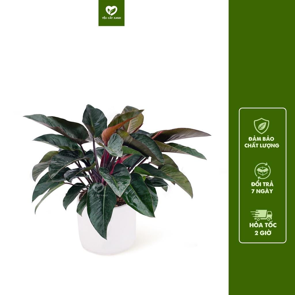 Cây Trầu Bà Đế Vương Đỏ nội thất