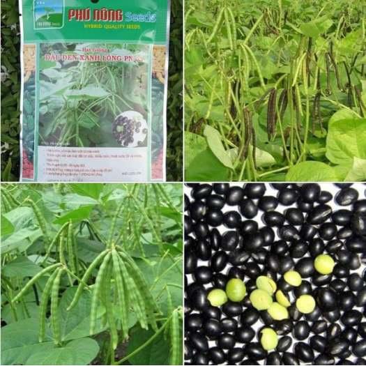 Hạt giống đậu đen xanh lòng - Gói 100gr