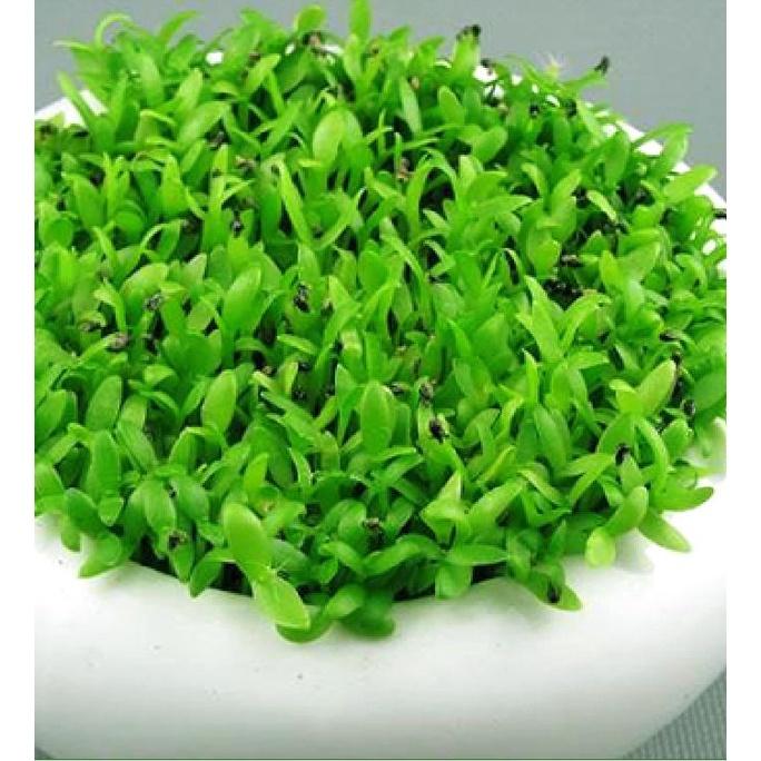 Hạt Giống Cây Cỏ May Mắn KNS3467 - Gói 100 hạt