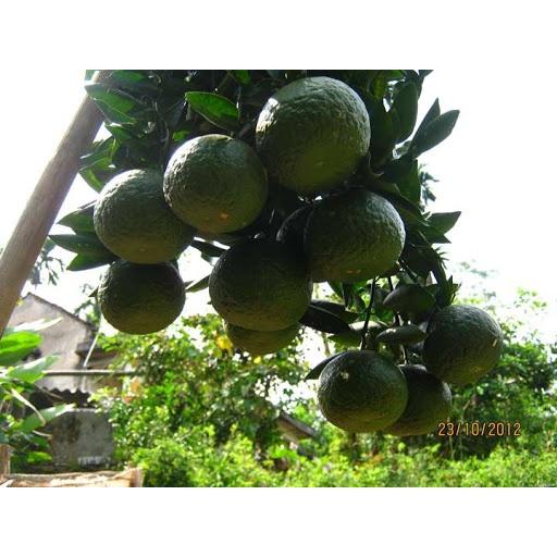 Cây giống Cam sành ghép cho quả sớm. )