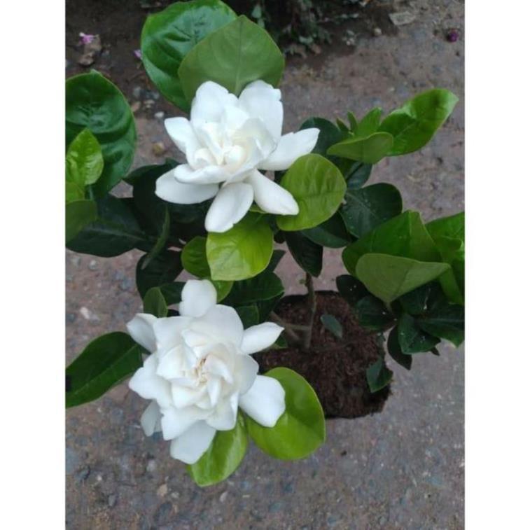 Bạch thiên hương hoa thơm nức