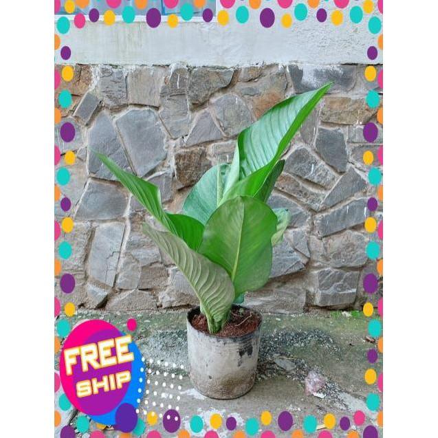 Cây Đại Phú Gia