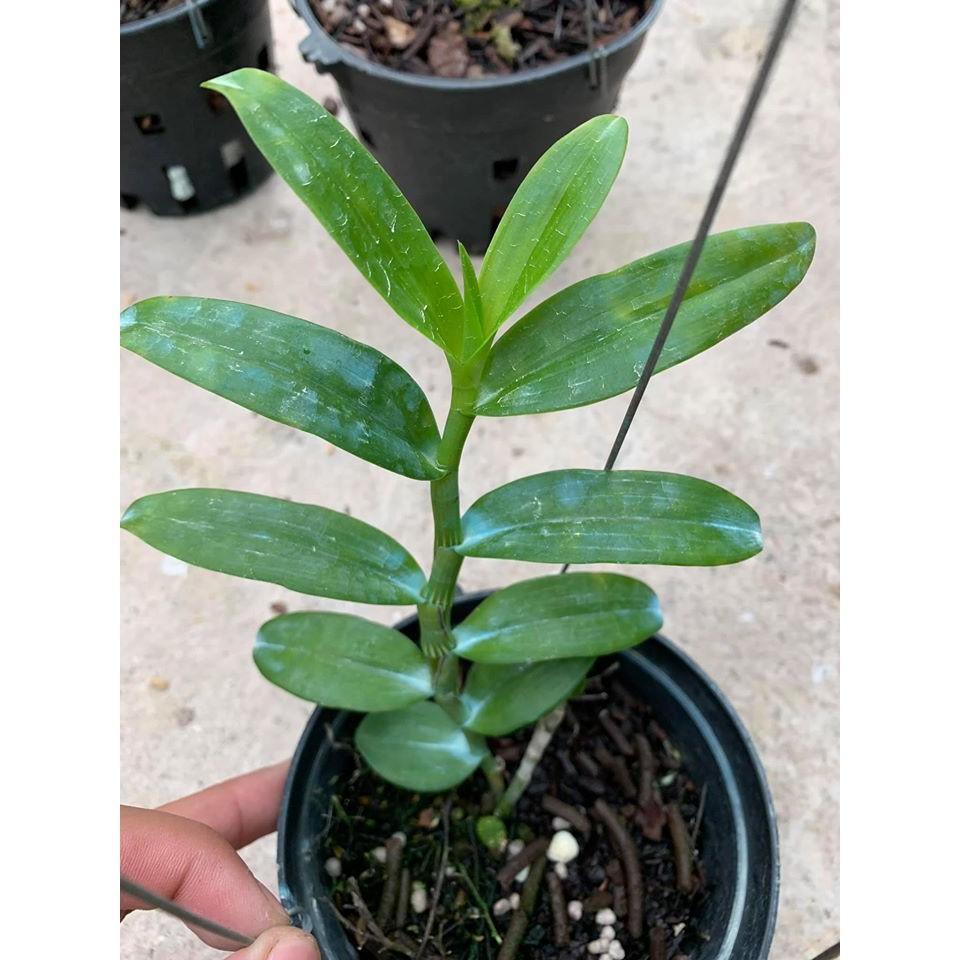 Hoa lan giả hạc 5ct Phú Thọ , cây cực đẹp