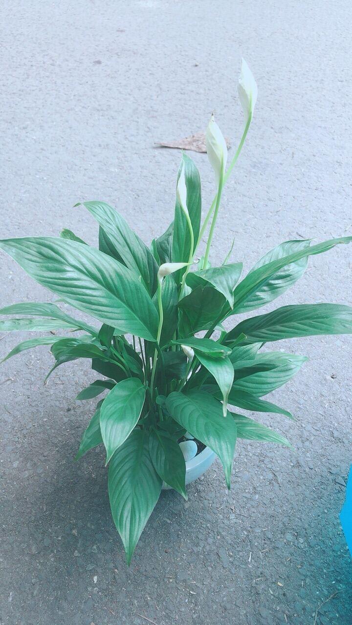 Chậu Cây Hoa Lan Ý