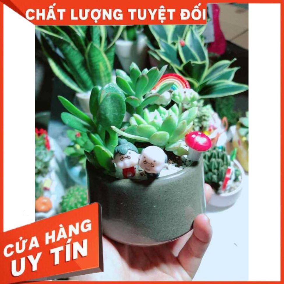 Chậu sen đá tiểu cảnh Nhiều Người Mua