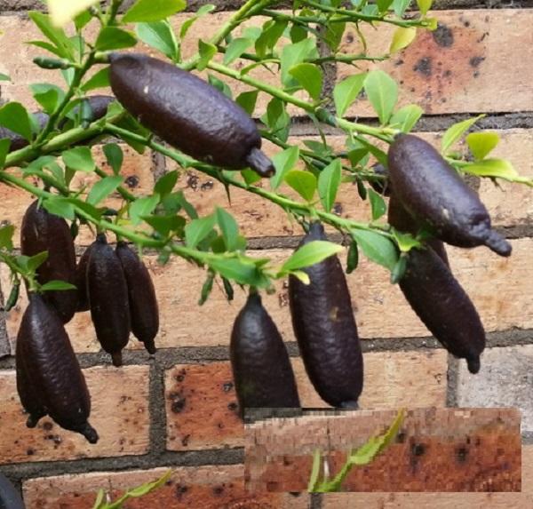 Cây CHANH NGÓN TAY