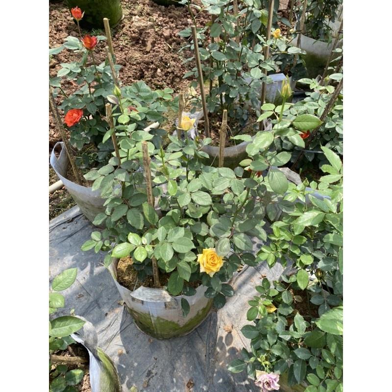 Hồng Ngoại Pine Dream- bầu to cây lớn trưởng thành