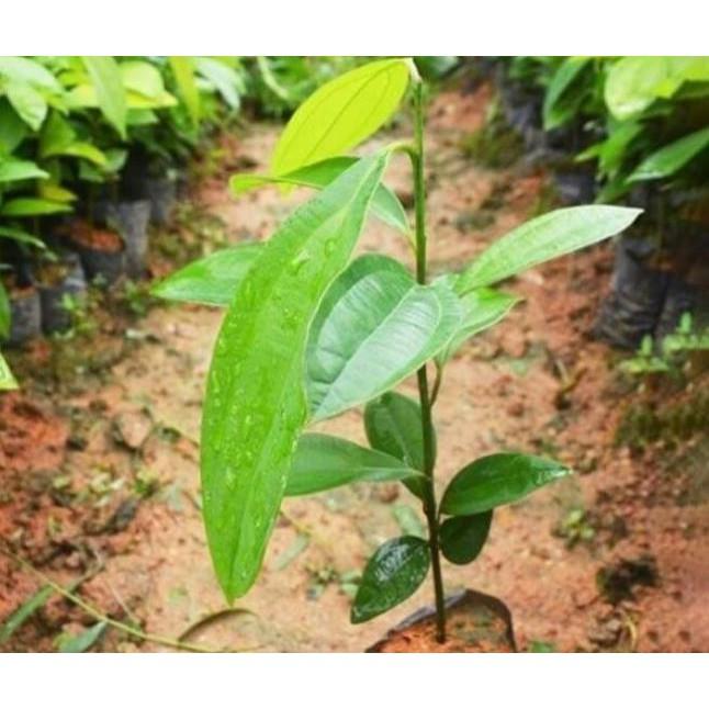COMBO 5 cây QUẾ giống - Hàng cây giống to khỏe đẹp