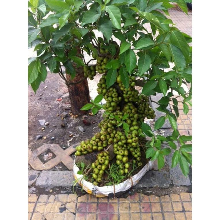 Sung ăn quả - Cây đang bắt đầu cho trái ( Ficus racemosa )