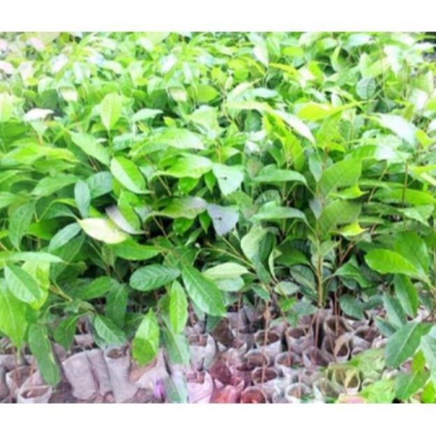 Combo 5 bầu cây giống cây trà xanh