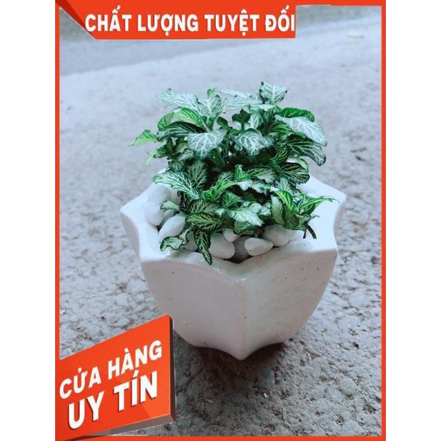 Chậu Cẩm Nhung Xanh