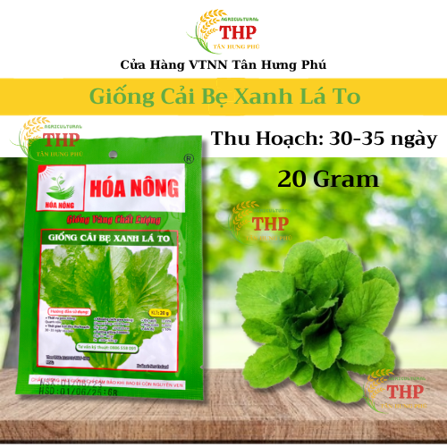 Hạt giống Cải Bẹ Xanh Lá To | Hạt giống | gói 20gr