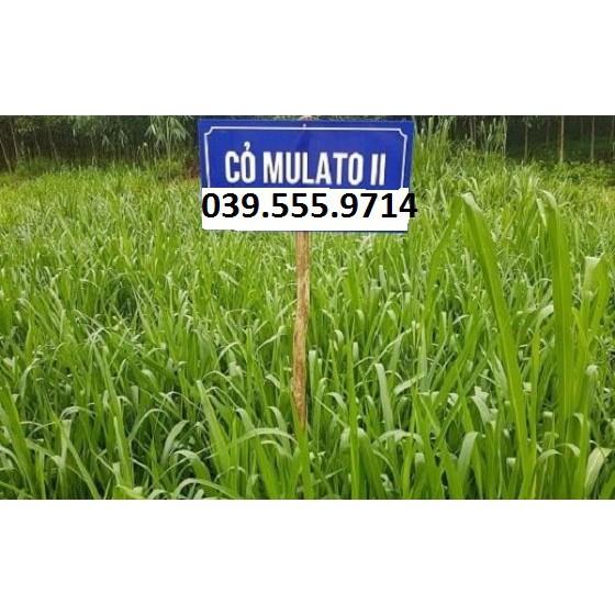 Hạt Cỏ Chăn Nuôi Mulato II 300gam - Cỏ Chịu Lạnh Chịu Hạn