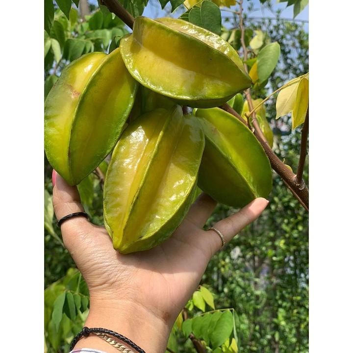 Cây giống khế ngọt - khế chua siêu quả hàng chuẩn F1, năng suất cao, mọng nước